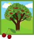 Cartoon cherry tree with ripe cherries and green foliage